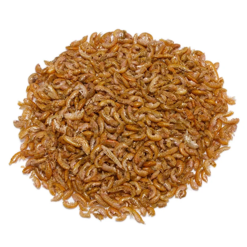 Gammarus