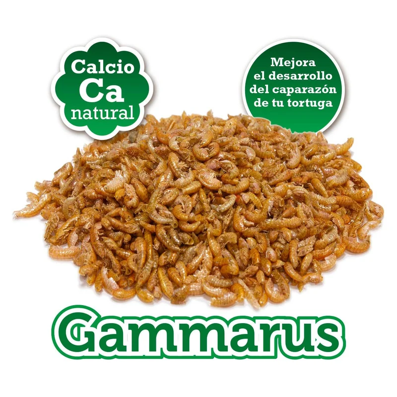 Gammarus