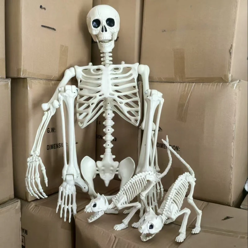 Skeletset poseerbaar – Drie figuren van 1,65 m met beweegbare gewrichten