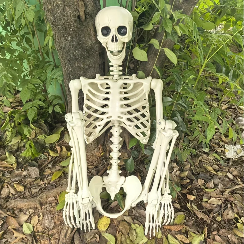 Skeletset poseerbaar – Drie figuren van 1,65 m met beweegbare gewrichten
