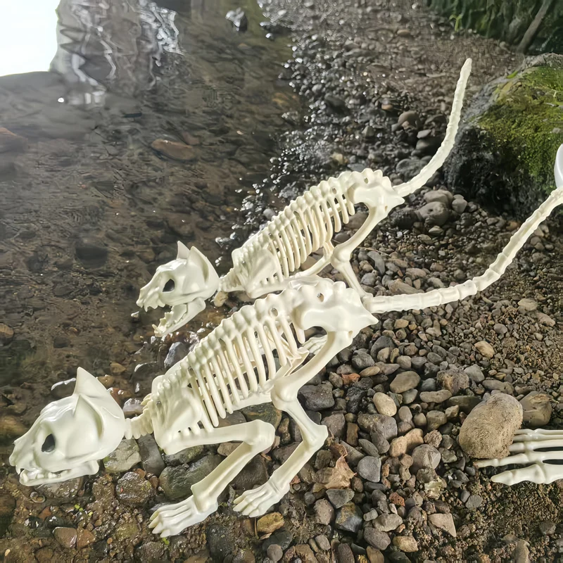 Skeletset poseerbaar – Drie figuren van 1,65 m met beweegbare gewrichten