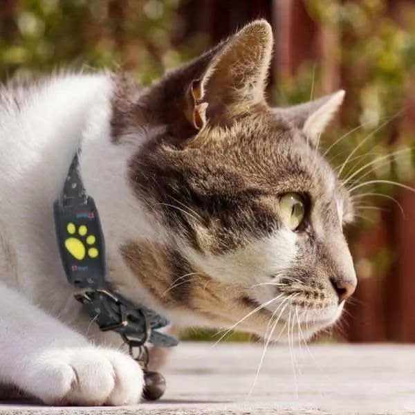 GPS Tracker Hond & Kat – Compacte Huisdier Tracker met App