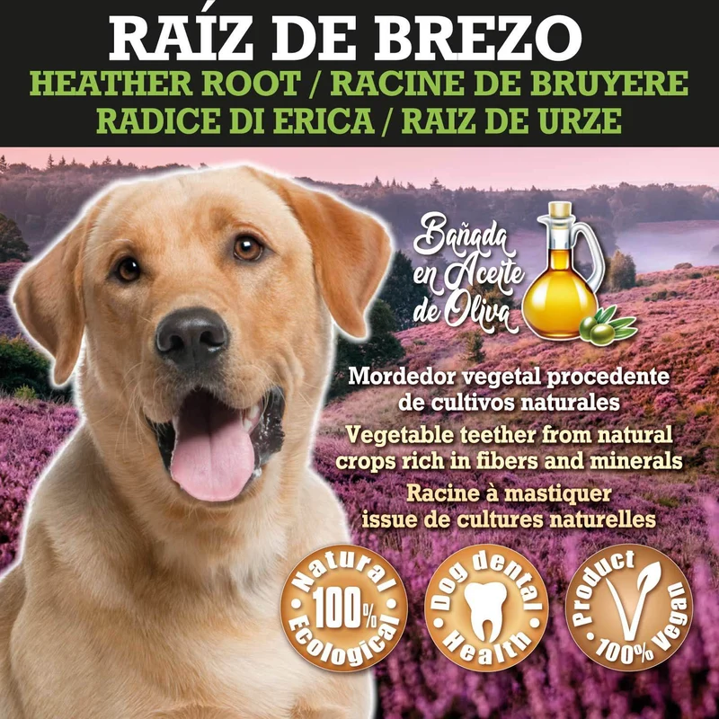 Raíz de Brezo