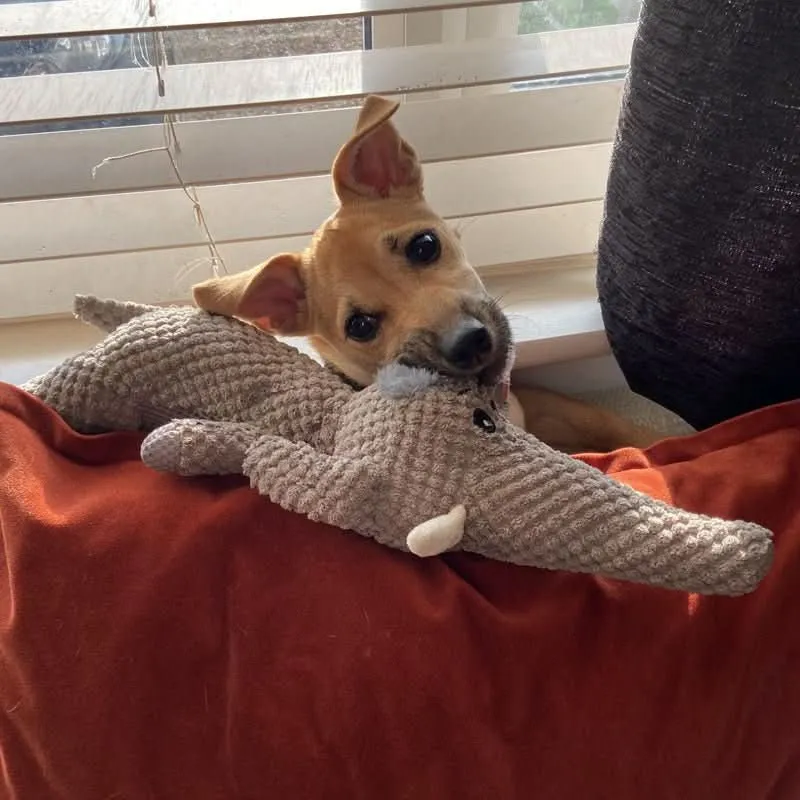 Hondenspeelgoed Denim – Duurzaam, Wasbaar & Voor Kleine en Grote Honden