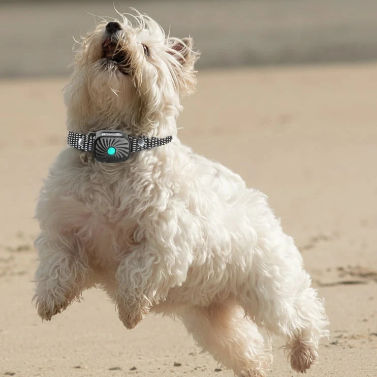 Anti-Blafhalsband Hond – Geluid & Vibratie, Verstelbaar en Waterdicht