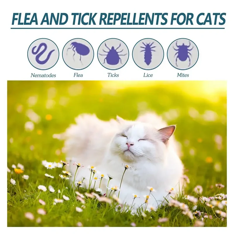 Katten spot-on – 50 ml verzorgingsolie met plantenextracten en druppelfles