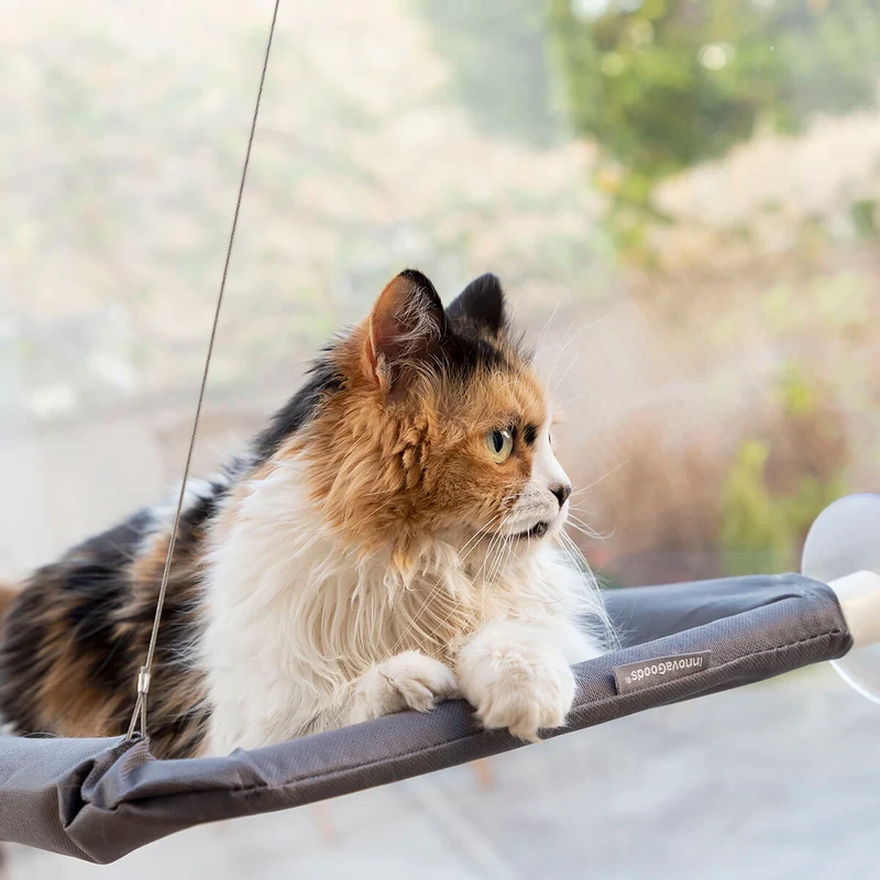 Pack Clip de Selfies para Mascotas y Hamaca Colgante para Gatos InnovaGoods