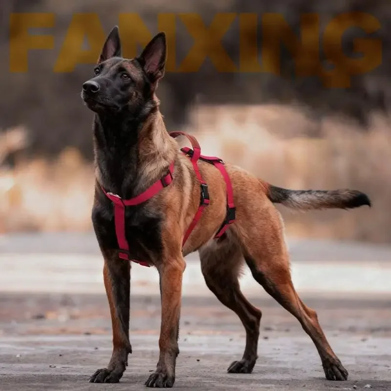 Pettorina Anti-Fuga Regolabile per Cani Medi e Grandi | Sicurezza e Comfort