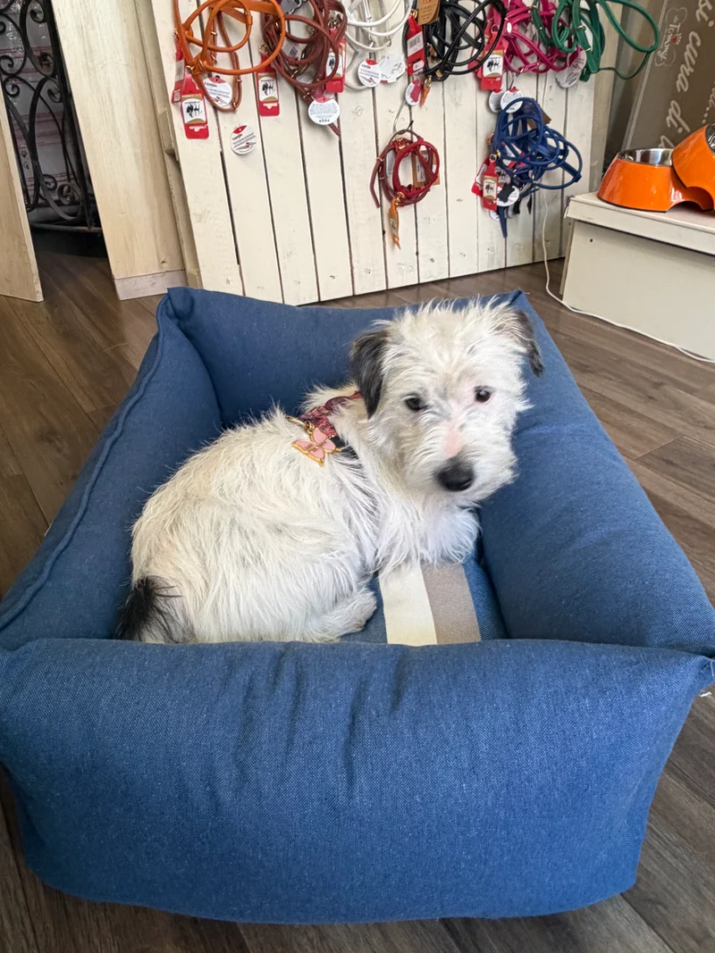 Cuccia Sfoderabile "Harry" - Anteprima