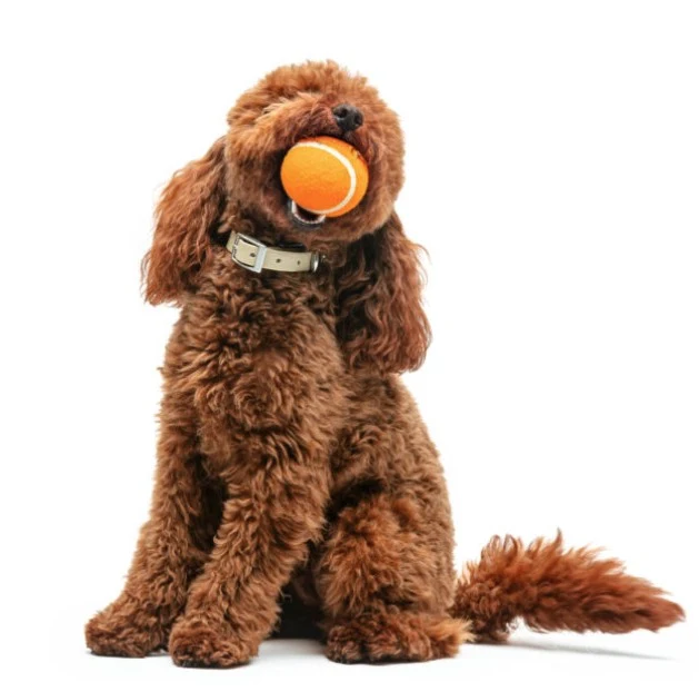 United Pets Porta Pallina da Passeggio con Pallina Inclusa per Cani