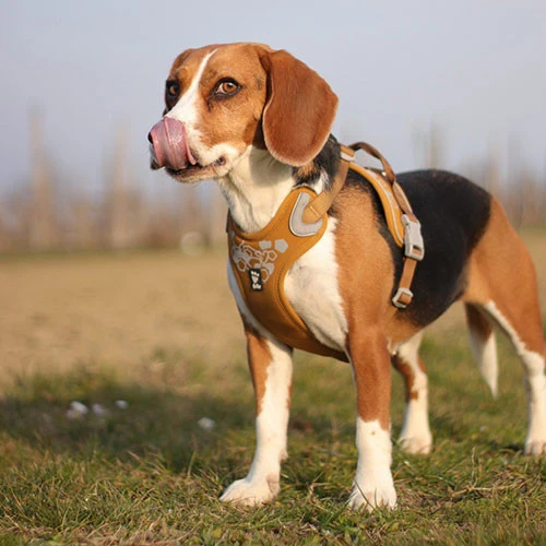 Pettorina Hurtta Weekend Warrior Rosa Ruby FINE SERIE