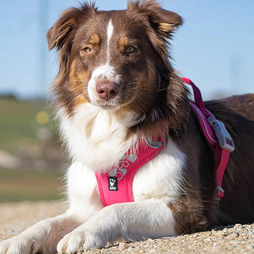 Pettorina Hurtta Weekend Warrior Rosa Ruby FINE SERIE