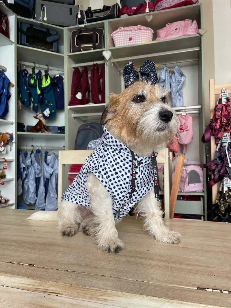 Felpa "Sweety Print Pois" - I Love My Dog