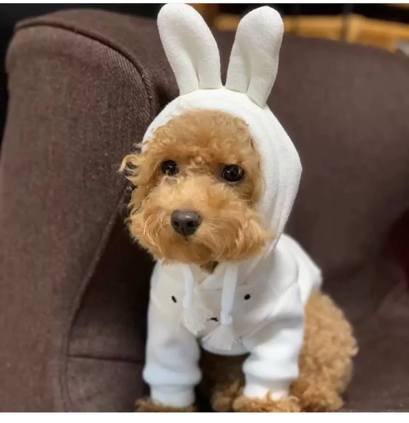 Winter Pet Cat and Dog Ins Cute Rabbit Bear Ears Hoodie Velvet Thickened Soft Glutinous Warmth Retention Material Sweater