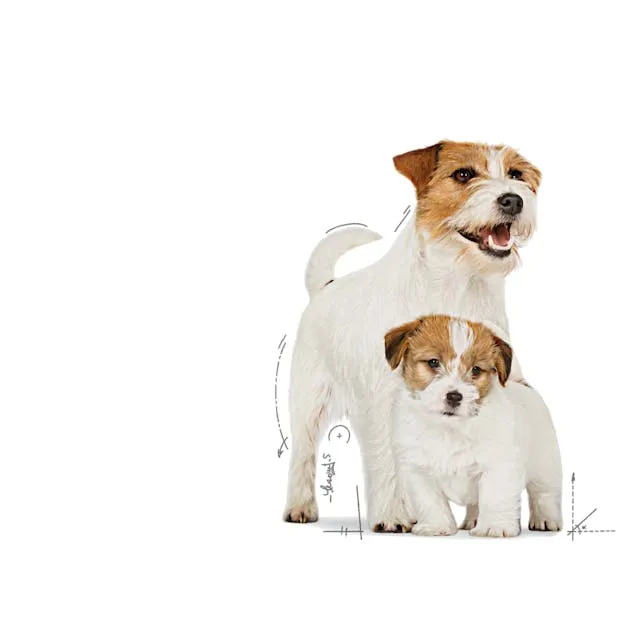 6x195g Royal Canin Starter Mousse Mother & Babydog
