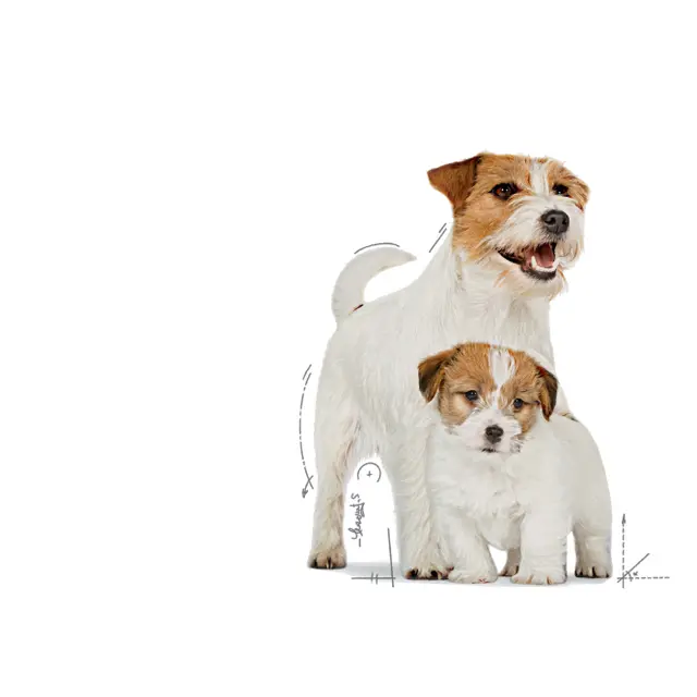 24x195g Royal Canin Starter Mousse Alimento Umido Cane Cucciolo
