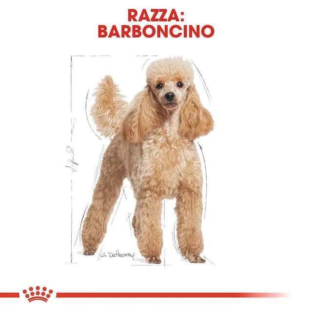 12x85g Royal Canin Barboncino Poodle - Cibo Umido per Cani