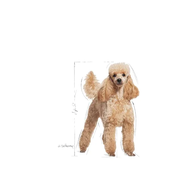 12x85g Royal Canin Barboncino Poodle - Cibo Umido per Cani