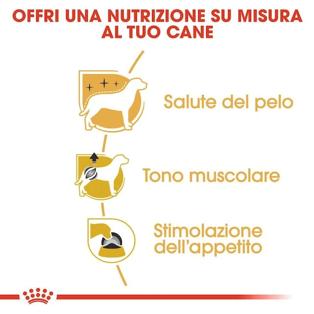 12x85g Royal Canin Barboncino Poodle - Cibo Umido per Cani