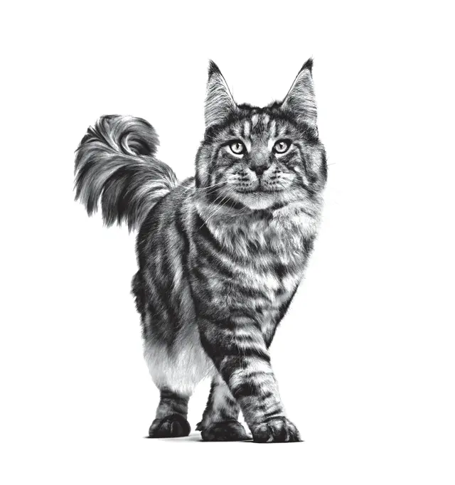 12x85g Royal Canin Renal Pesce - Umido Gatto