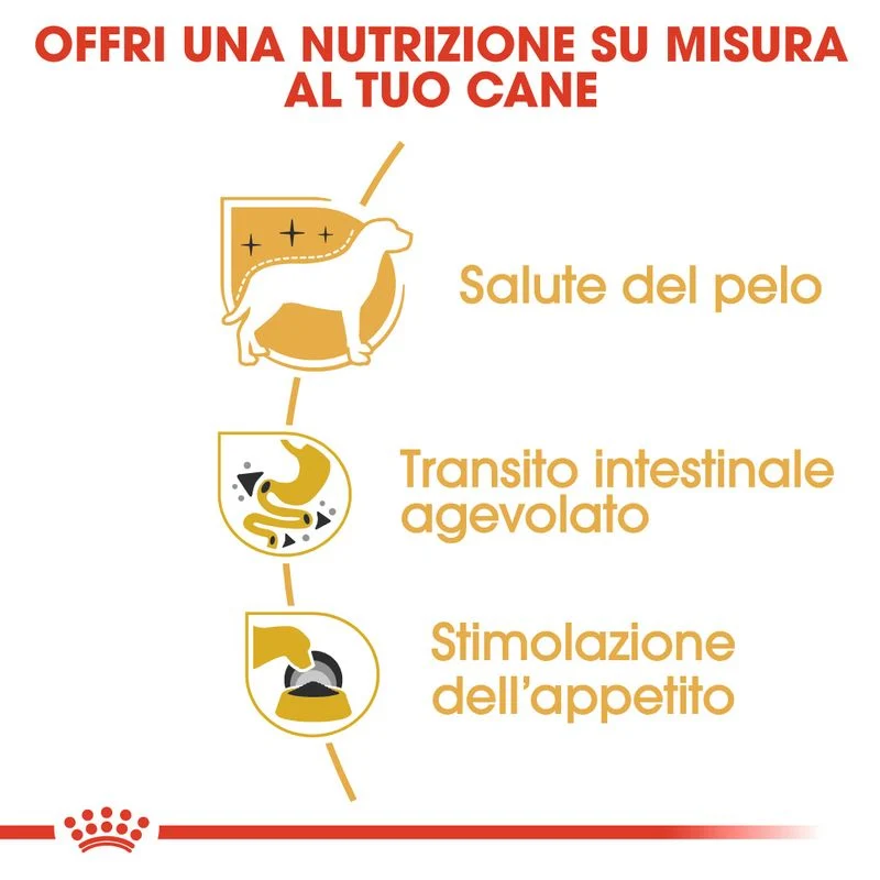 12x85g Royal Canin Adult Chihuahua Mousse - Umido Cane