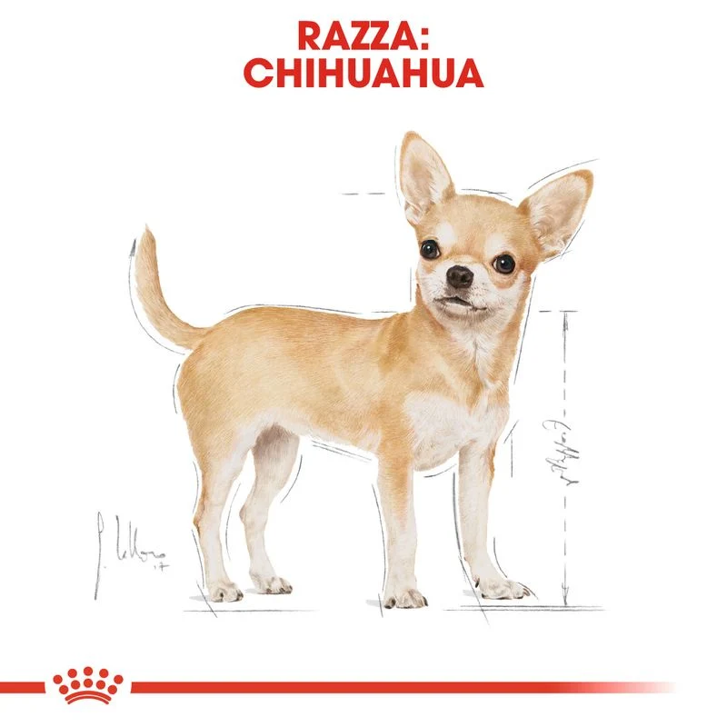 12x85g Royal Canin Adult Chihuahua Mousse - Umido Cane