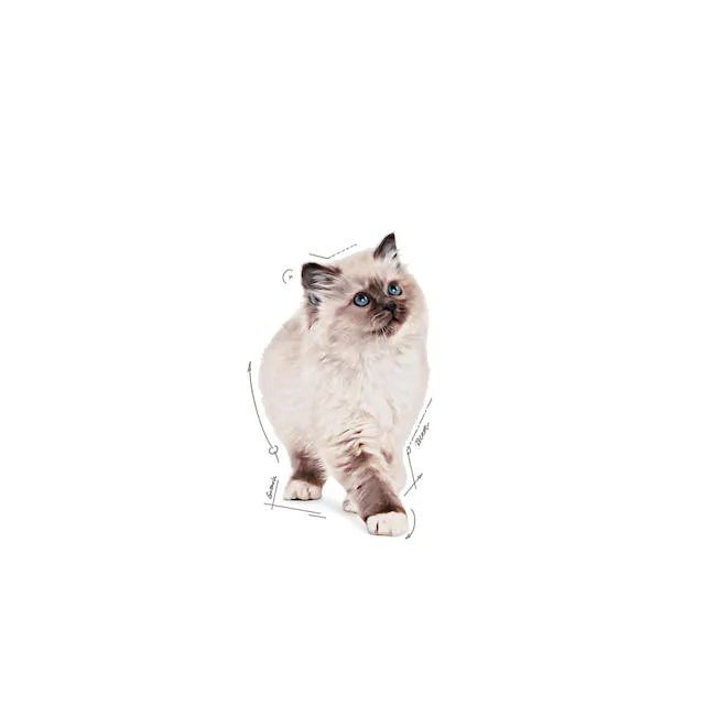 12x85g Royal Canin Kitten Mousse