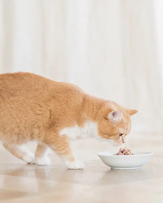 Schesir Tonnetto e Pollo con Gamberetti 85gr - Cibo Umido per Gatti