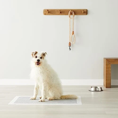 Amazon Basics Tappetini al carbone con controllo degli odori per l'addestramento di cani e cuccioli,prova di perdite con superficie ad asciugatura rapida,dimensione XL, confezione da 50, grigio