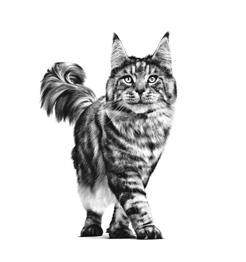 12x85g Royal Canin Early Renal Veterinary - Umido Gatto