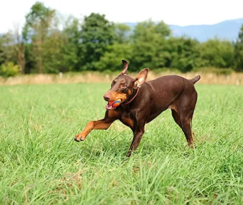 Chuckit Cane Ultra Ball, M
