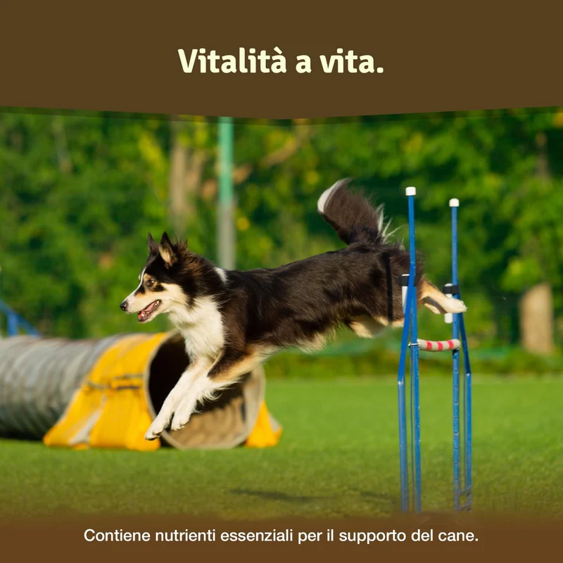 Veddelholzer Vincitore Certificato 2020 Compresse per Le articolazioni dei Cani integratori per Cani con cozza dalle Labbra Verdi MSM e Artiglio del Diavolo Glucosamina e collagene