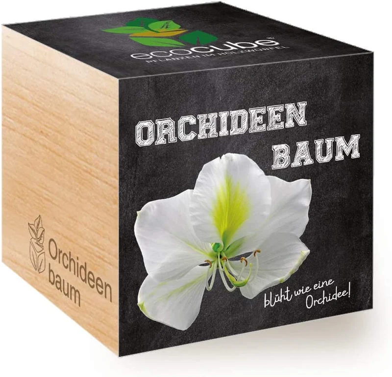 Feel Green Ecocube Margerite, Idea Regalo sostenibile (100% Eco Friendly), Grow Your Own/Set di Coltivazione, Piante nel Dado in Legno, Made in Austria