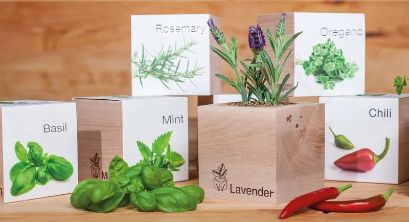 Feel Green Ecocube Margerite, Idea Regalo sostenibile (100% Eco Friendly), Grow Your Own/Set di Coltivazione, Piante nel Dado in Legno, Made in Austria