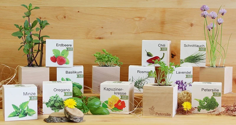 Feel Green Ecocube Margerite, Idea Regalo sostenibile (100% Eco Friendly), Grow Your Own/Set di Coltivazione, Piante nel Dado in Legno, Made in Austria