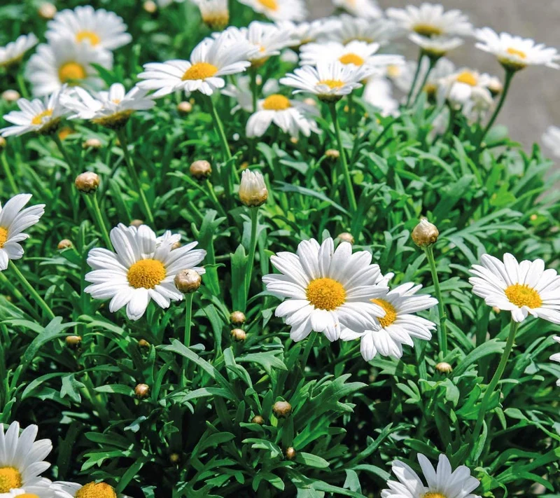 Feel Green Ecocube Margerite, Idea Regalo sostenibile (100% Eco Friendly), Grow Your Own/Set di Coltivazione, Piante nel Dado in Legno, Made in Austria
