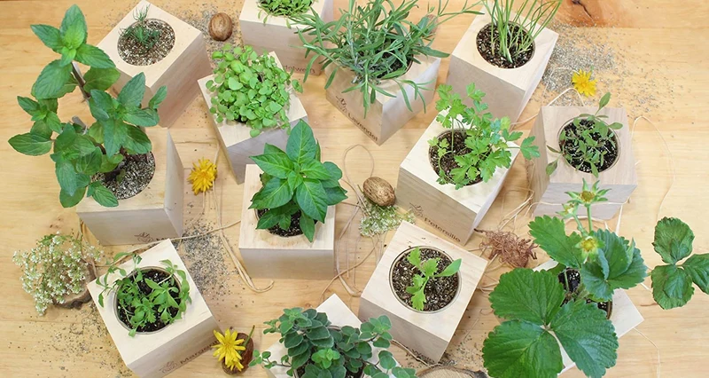 Feel Green Ecocube Margerite, Idea Regalo sostenibile (100% Eco Friendly), Grow Your Own/Set di Coltivazione, Piante nel Dado in Legno, Made in Austria
