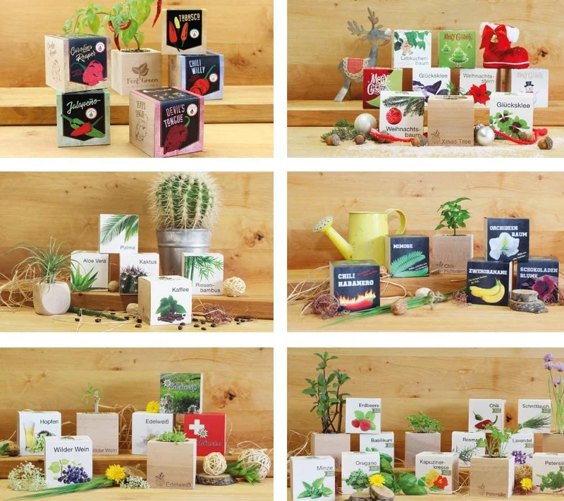 Feel Green Ecocube Margerite, Idea Regalo sostenibile (100% Eco Friendly), Grow Your Own/Set di Coltivazione, Piante nel Dado in Legno, Made in Austria