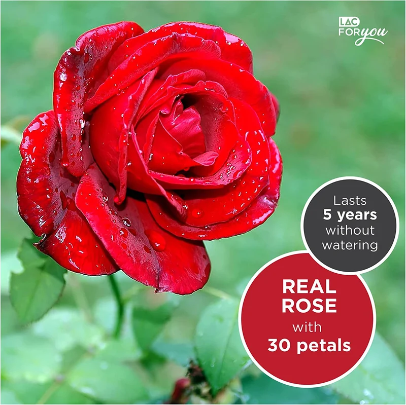 LAC Rosa Stabilizzata Vera con Collana | Rose Stabilizzate Idee Regalo Mamma Idee Regalo Donna Compleanno | Rosa Eterna Vera Idea Regalo Donna Originale | Rosa Perenne Regali Per Lei Fidanzata