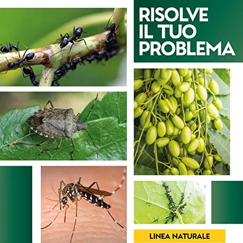 Albagarden - Olio Di Neem Per Piante 1 Litro - Naturale Concentrato Contro Insetti Funghi Cocciniglia, Acari Afidi Pulci, Cimici, Pidocchi, Vespe E Calabroni - Spray Pronto Uso