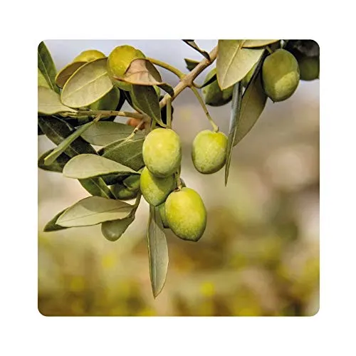 Albagarden - Piante Frutta Naturale Bio Polti20 Biologico Bordolese Rame + Boro Orto Vite Peronospora Oidio Verderame Solfato Ossicloruro x 1 kg