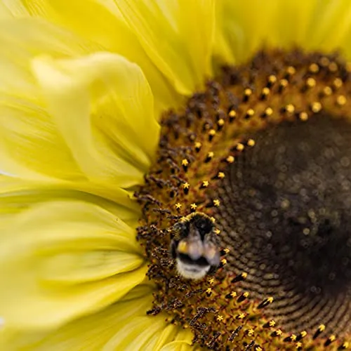 OwnGrown Set Semi di Girasole - 6 Varietà di Semi di Girasole da Piantare - Semi di Girasole Giganti e Piccoli - Semi da Piantare - Semi per Fiori Alti