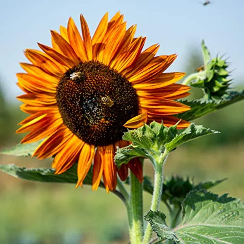OwnGrown Set Semi di Girasole - 6 Varietà di Semi di Girasole da Piantare - Semi di Girasole Giganti e Piccoli - Semi da Piantare - Semi per Fiori Alti