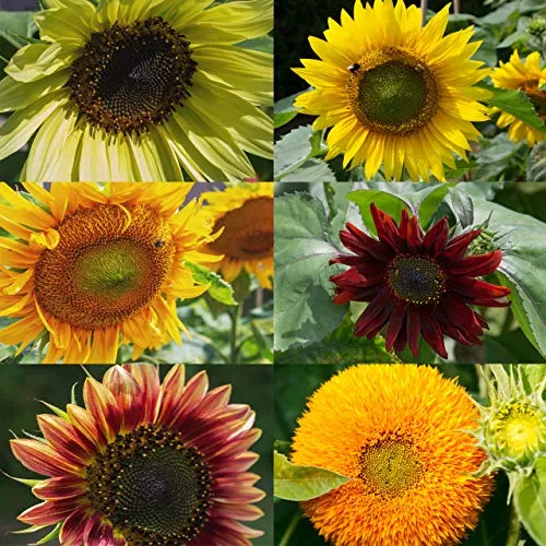 OwnGrown Set Semi di Girasole - 6 Varietà di Semi di Girasole da Piantare - Semi di Girasole Giganti e Piccoli - Semi da Piantare - Semi per Fiori Alti