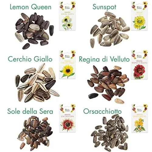 OwnGrown Set Semi di Girasole - 6 Varietà di Semi di Girasole da Piantare - Semi di Girasole Giganti e Piccoli - Semi da Piantare - Semi per Fiori Alti