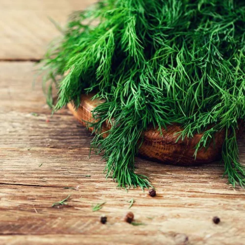 Owngrown - Set Di Semi Di Erbe Semi Da Piantare - 12 Erbe Per Giardino E Cucina . Semi Di Prezzemolo, Erbe Di Provenza, Erbe Italiane, Semi Di Coriandolo, Semi Di Aneto