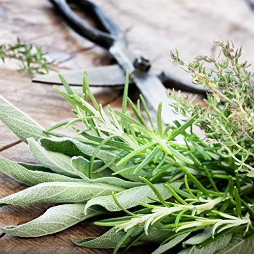 Owngrown - Set Di Semi Di Erbe Semi Da Piantare - 12 Erbe Per Giardino E Cucina . Semi Di Prezzemolo, Erbe Di Provenza, Erbe Italiane, Semi Di Coriandolo, Semi Di Aneto