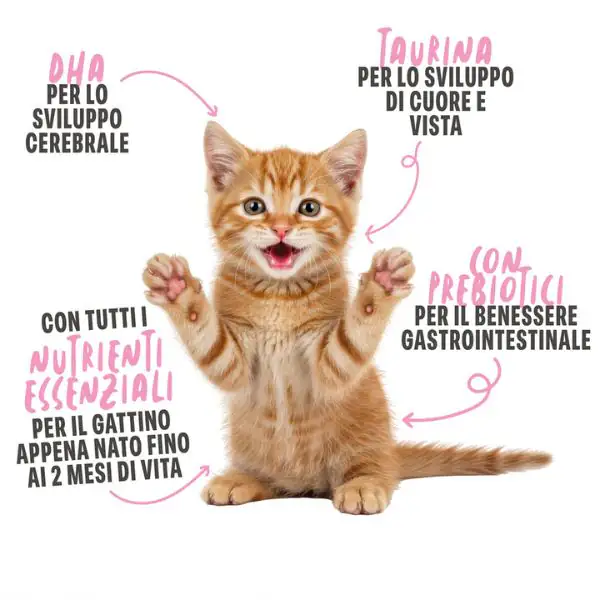 Schesir Kitten Milk latte di capra da bere Grain Free