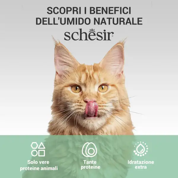 Schesir Cat Adult filetti in brodo alimento complementare in lattina 70 gr
