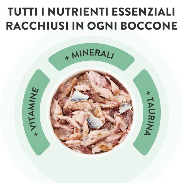 Schesir Cat Soft Adult filetti in gelatina alimento completo lattina 85 gr